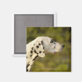 Aimant Dalmatien 4 (Recto/Verso)