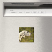 Aimant Dalmatien 4 (In Situ (Lave-vaisselle))
