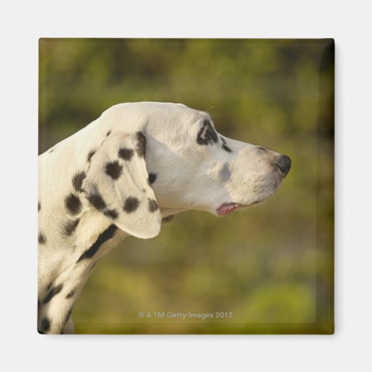 Aimant Dalmatien 4 (Devant)