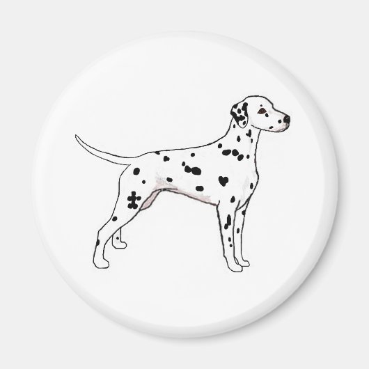 Aimant Dalmatien à pointes noires (Devant)