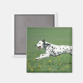 Aimant Dalmatien en cours (Recto/Verso)