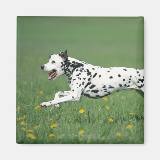 Aimant Dalmatien en cours (Devant)