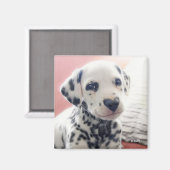 Aimant Dalmatien Nez de Coeur (Recto/Verso)