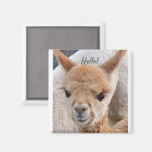 Aimant d'Alpaca (Recto/Verso)