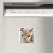 Aimant d'Alpaca (In Situ (Lave-vaisselle))