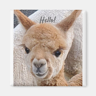 Aimant d'Alpaca