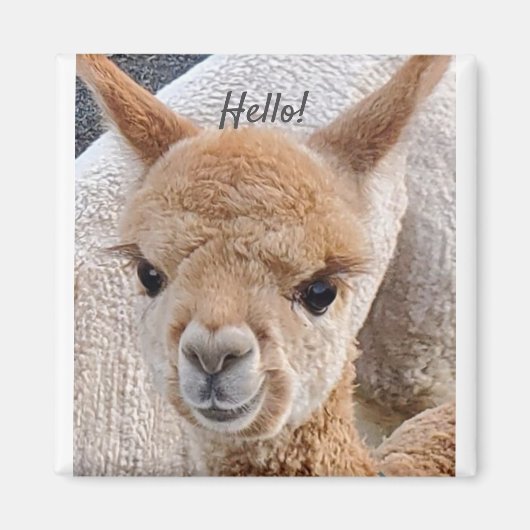 Aimant d'Alpaca (Devant)