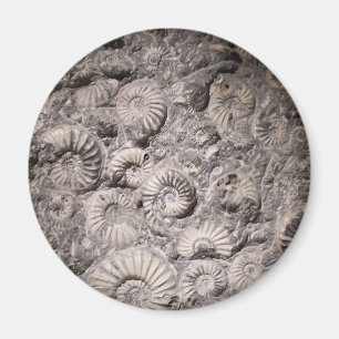 Aimant d'ammonite