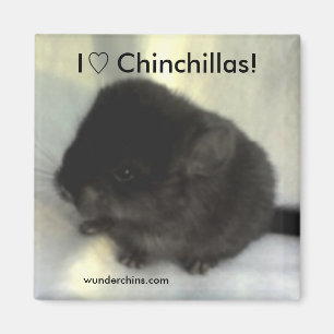 Aimant d'amour de chinchilla