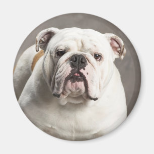 Aimant d'amour de chiot Bouledogue Anglais