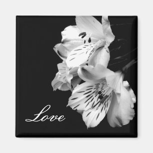 Aimant d'amour de lis d'Alstroemeria