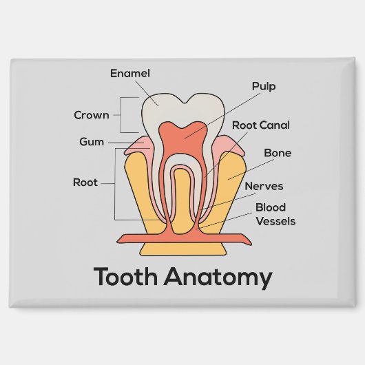 Aimant d'anatomie des dents (Recto)