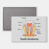 Aimant d'anatomie des dents (Recto/Verso)