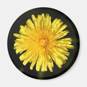 Aimant Dandelion