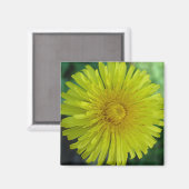Aimant - Dandelion (Recto/Verso)