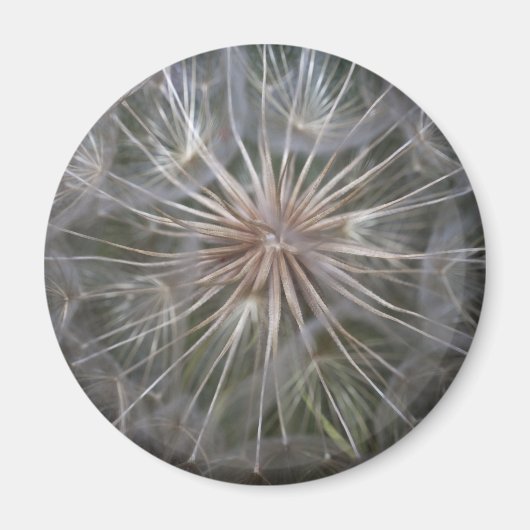 Aimant Dandelion (Devant)