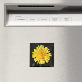 Aimant Dandelion (In Situ (Lave-vaisselle))