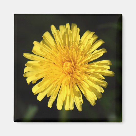 Aimant Dandelion (Devant)