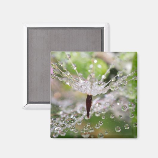 Aimant Dandelion délicat Abstrait (Recto/Verso)