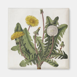 Aimant Dandelion (gravure couleur)
