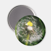 Aimant Dandelion mignon (Recto/Verso)