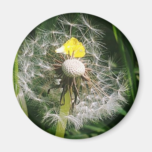 Aimant Dandelion mignon (Devant)