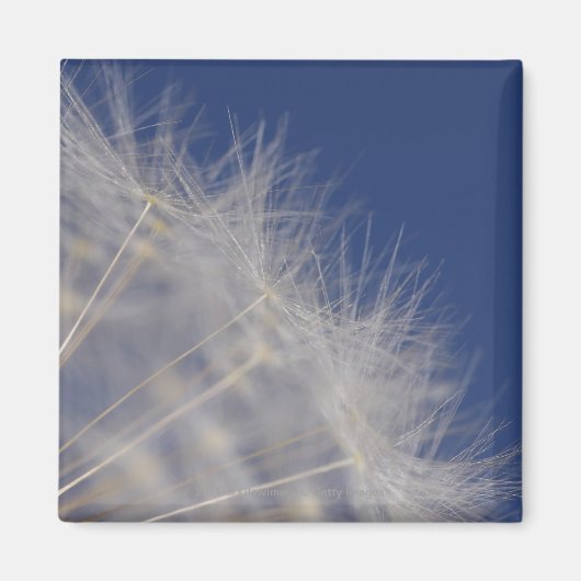 Aimant Dandelions (Devant)