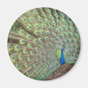 Aimant d'animal de faune de plumes d'oiseau de
