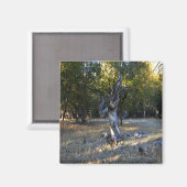 Aimant Dans la forêt.... (Recto/Verso)