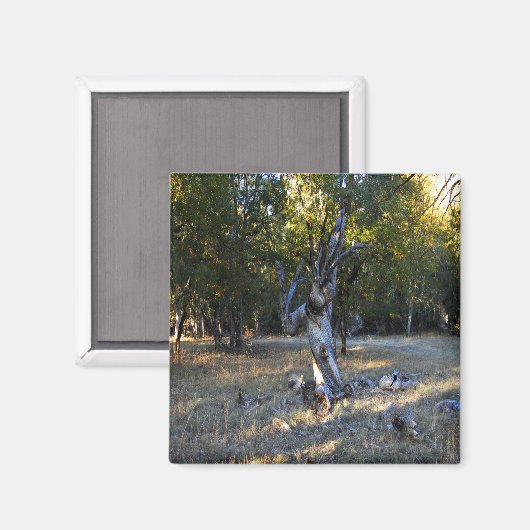 Aimant Dans la forêt.... (Recto/Verso)