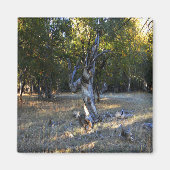 Aimant Dans la forêt.... (Devant)