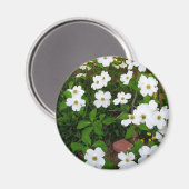 Aimant Dans Le Jardin ~ Fleurs De Dogwood (Recto/Verso)