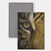 Aimant Dans l'oeil d'un tigre (Recto/Verso)