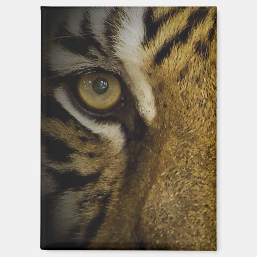 Aimant Dans l'oeil d'un tigre (Recto)