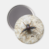 Aimant d'araignée de crabe terrestre masculin (Recto/Verso)