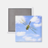 Aimant Dard vert (Anax junius) volant contre les nuages (Recto/Verso)