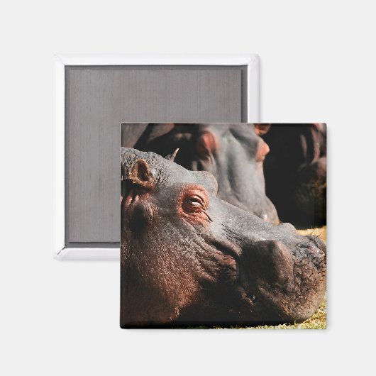 Aimant d'attitude hippo (Recto/Verso)