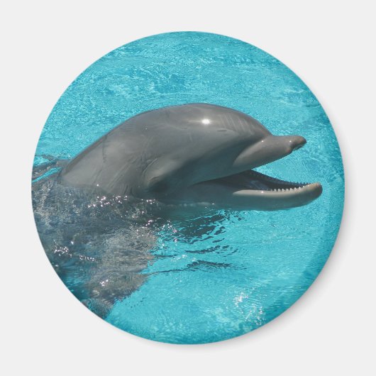 Aimant dauphin (Devant)