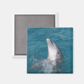 Aimant Dauphin côtier de verdure (Recto/Verso)