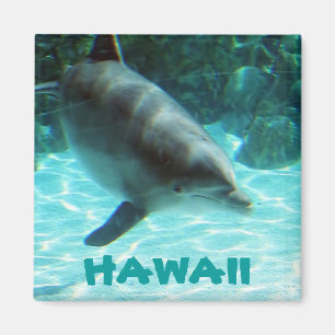 Aimant Dauphin d'Hawaii