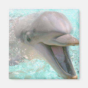 Aimant Dauphin Souriant Heureux