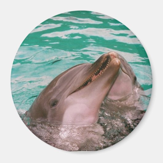 Aimant Dauphins (Devant)