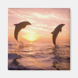 Aimant Dauphins à gros nez Tursiops truncatus