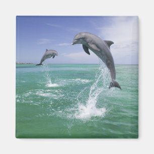 Aimant Dauphins à gros nez Tursiops truncatus