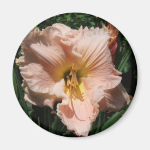 Aimant daylily