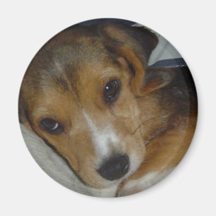 Aimant de beagle