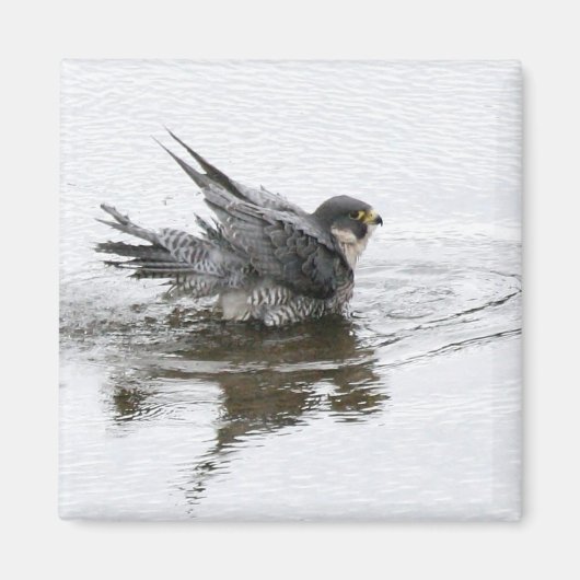 Aimant de beauté de bain (Devant)