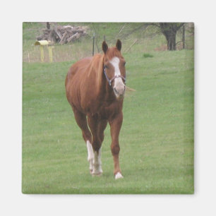 aimant de beauté de cheval