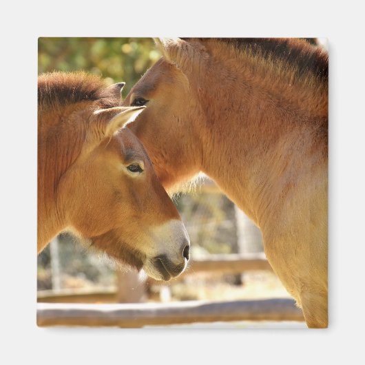 Aimant De beaux chevaux (Devant)