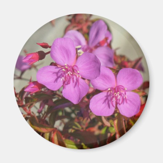 Aimant de Begonias (Devant)